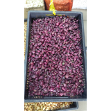 Цибуля сівок Ред Барон